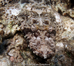 Smile of a crocodile fish;-) Who knows what is behind the... by Svetoslav Dimitrov 